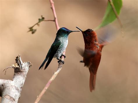 hummingbird dating
